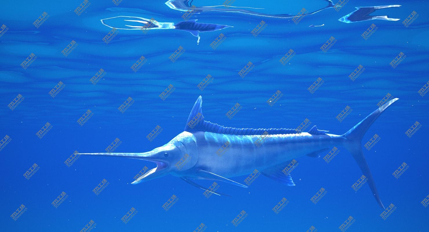 images/goods_img/2021040161/3D Blue Marlin Rigged model/4.jpg